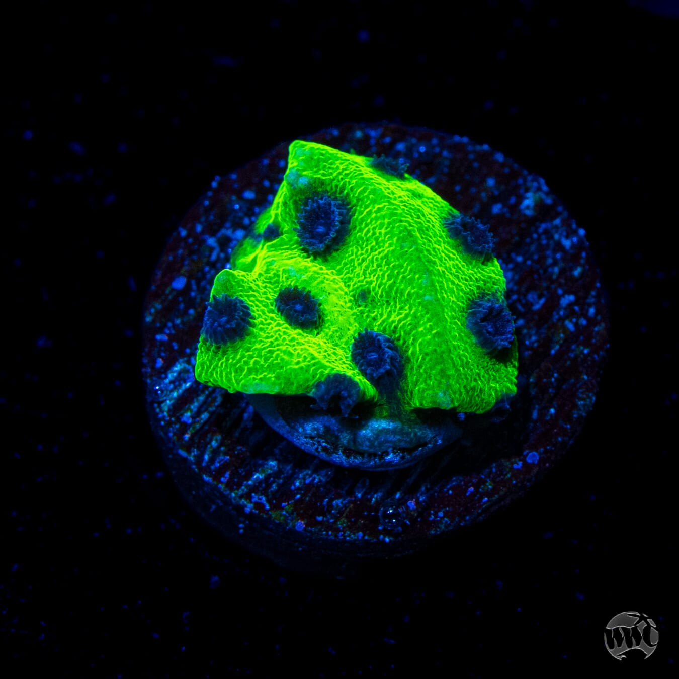 WWC Mardi Gras Cyphastrea