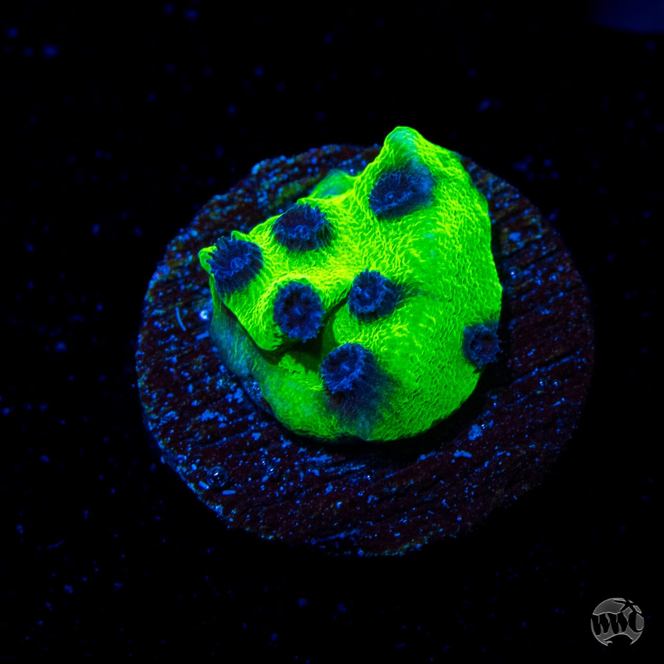 WWC Mardi Gras Cyphastrea
