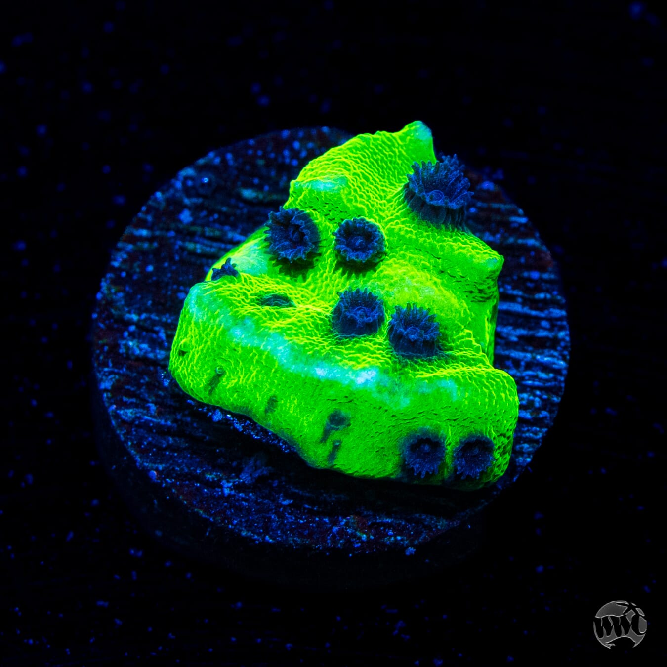WWC Mardi Gras Cyphastrea
