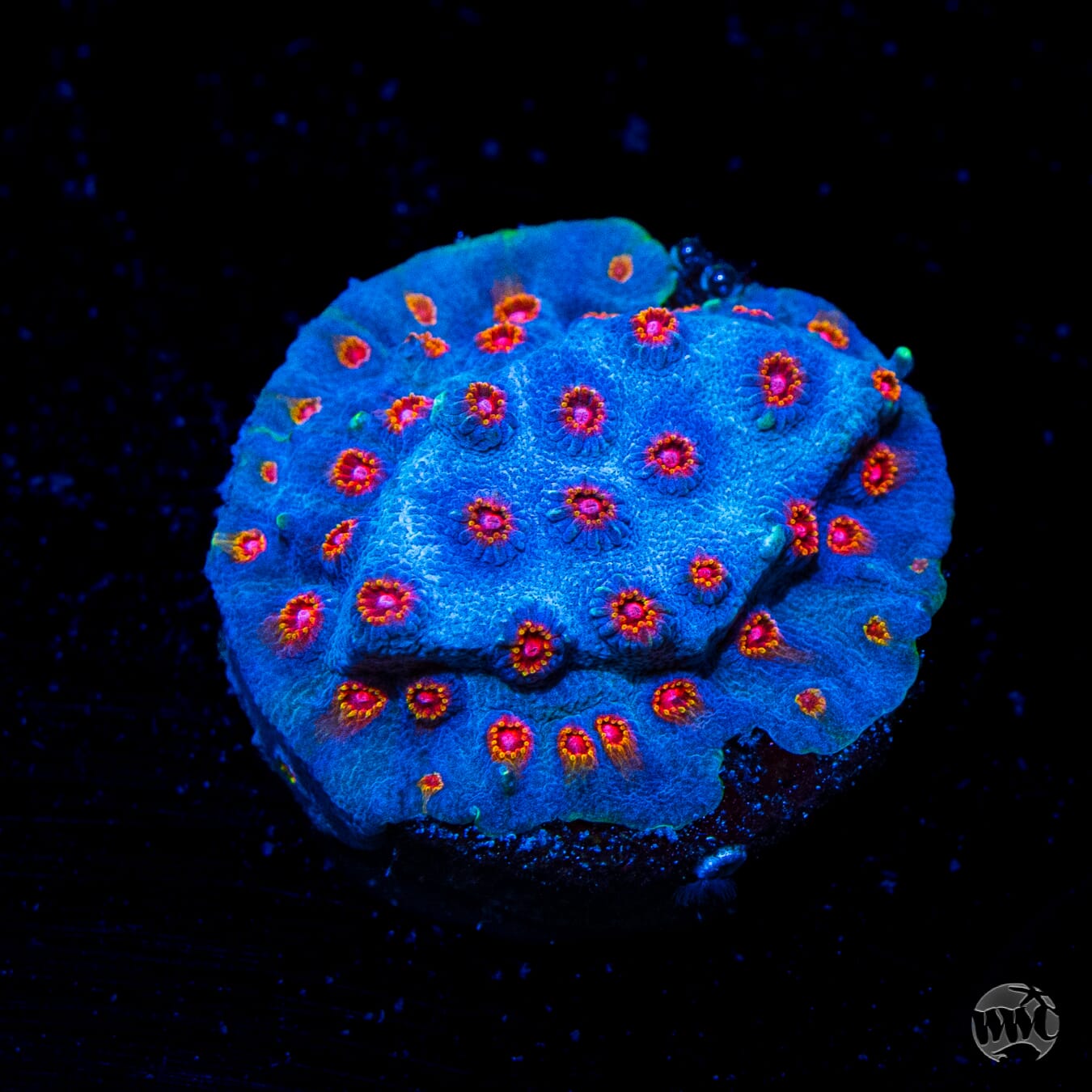 WWC Master Blaster Cyphastrea