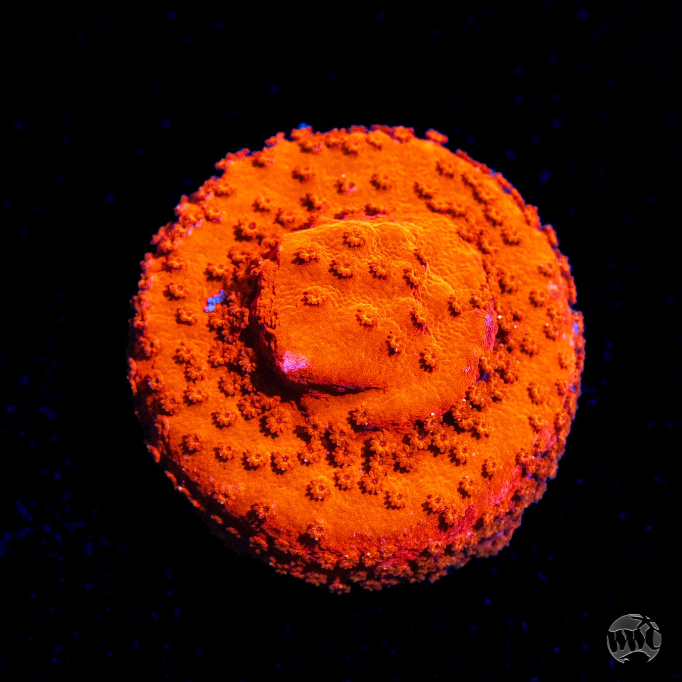 WWC Atomic Red Montipora
