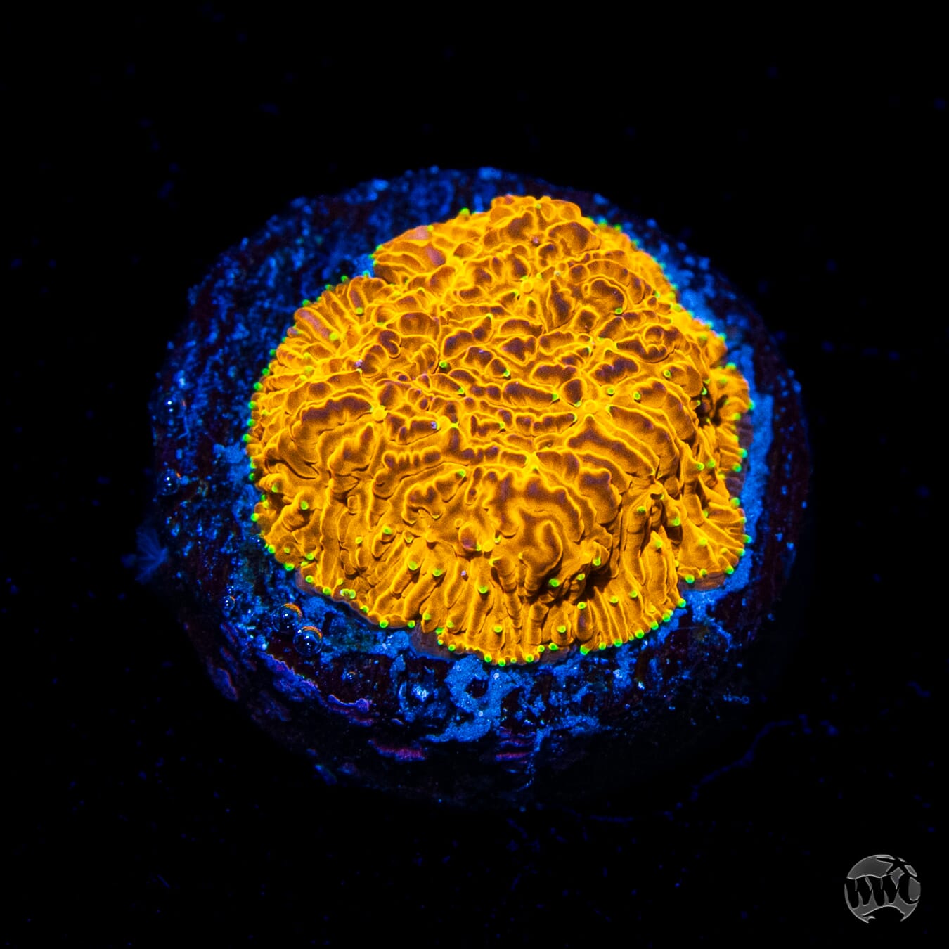 WWC C3PO Lithophyllon