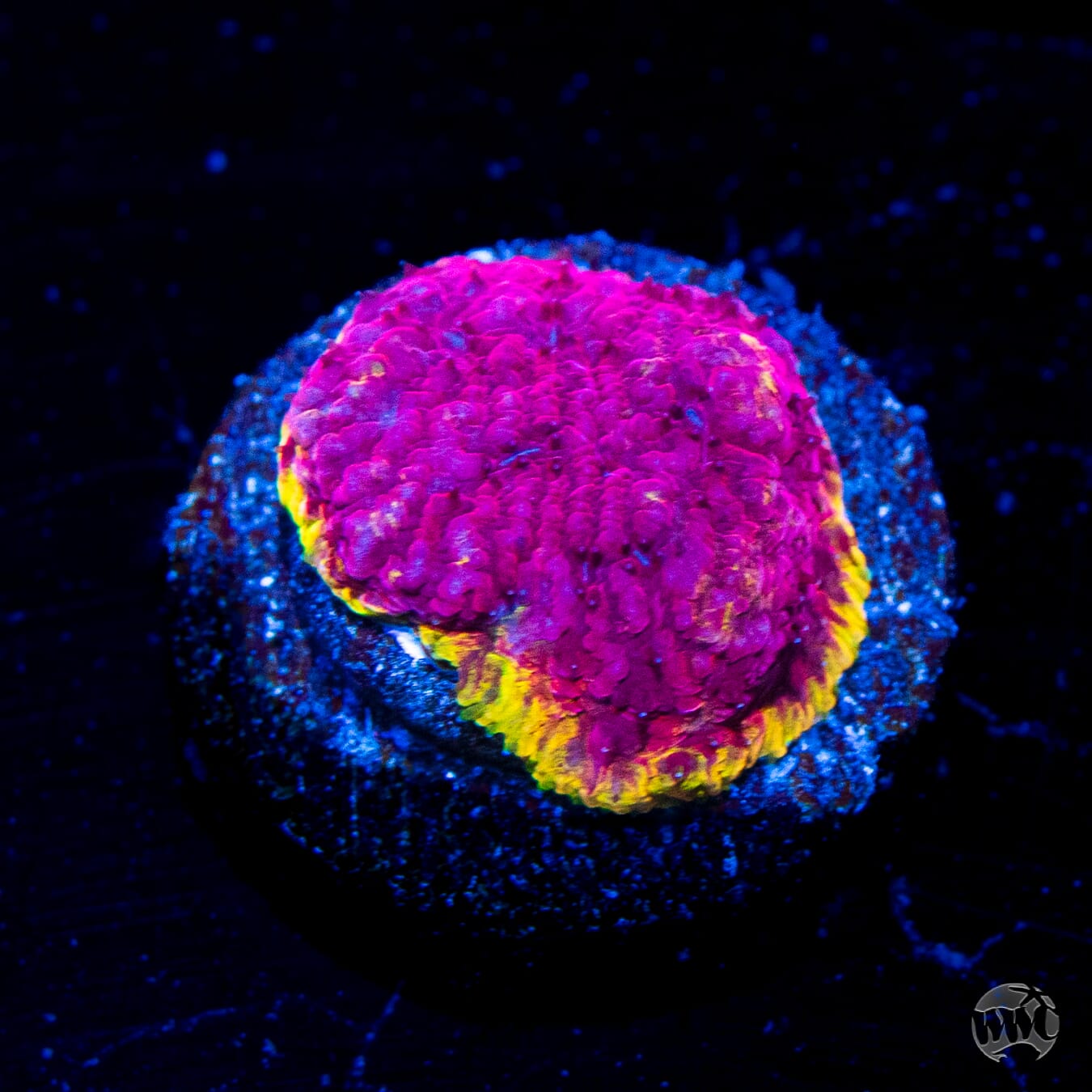 WWC Immolation Lithophyllon