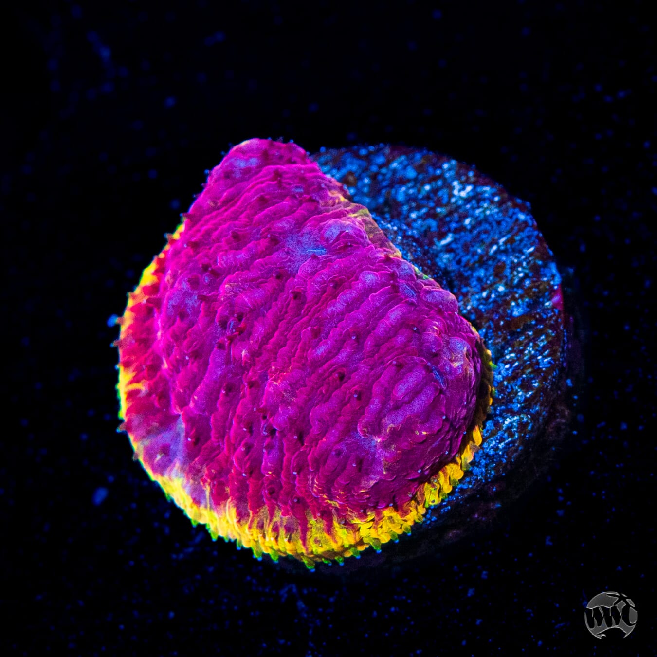 WWC Immolation Lithophyllon