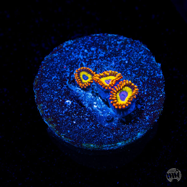Fruit Loopz Zoanthids