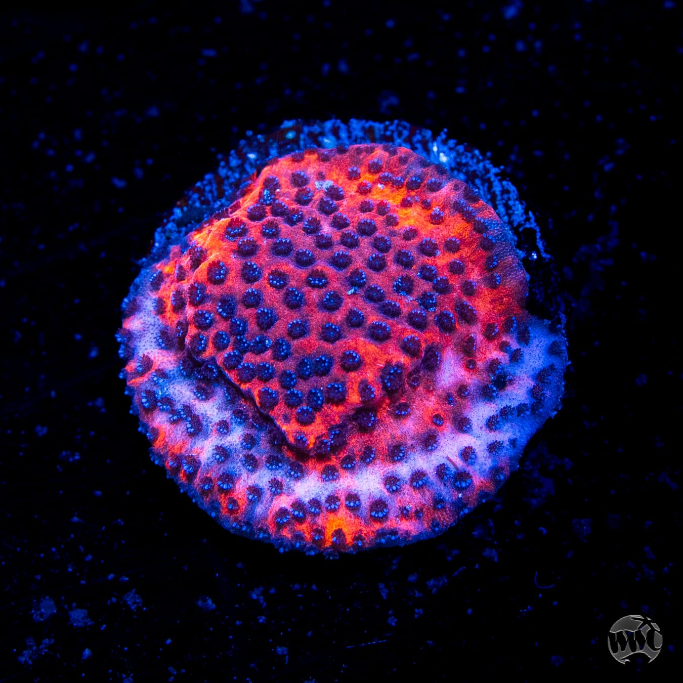 WWC Mystic Sunset Montipora