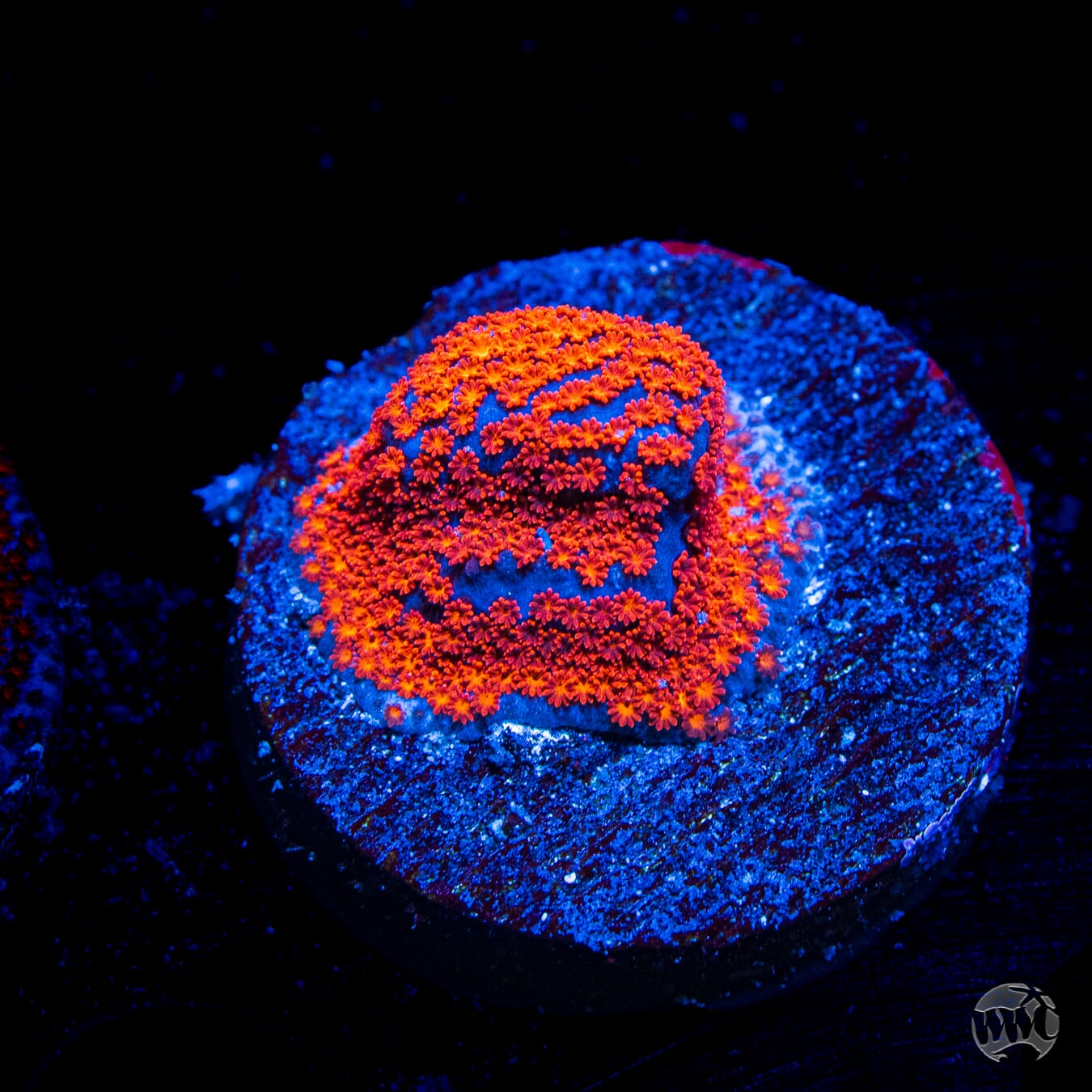 WWC Superman Montipora