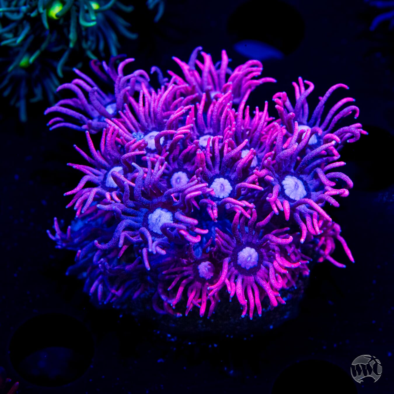 WWC Pink Lady Goniopora