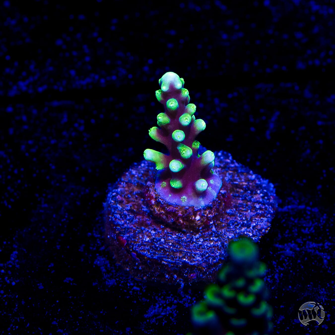 WWC Moonshine Acropora