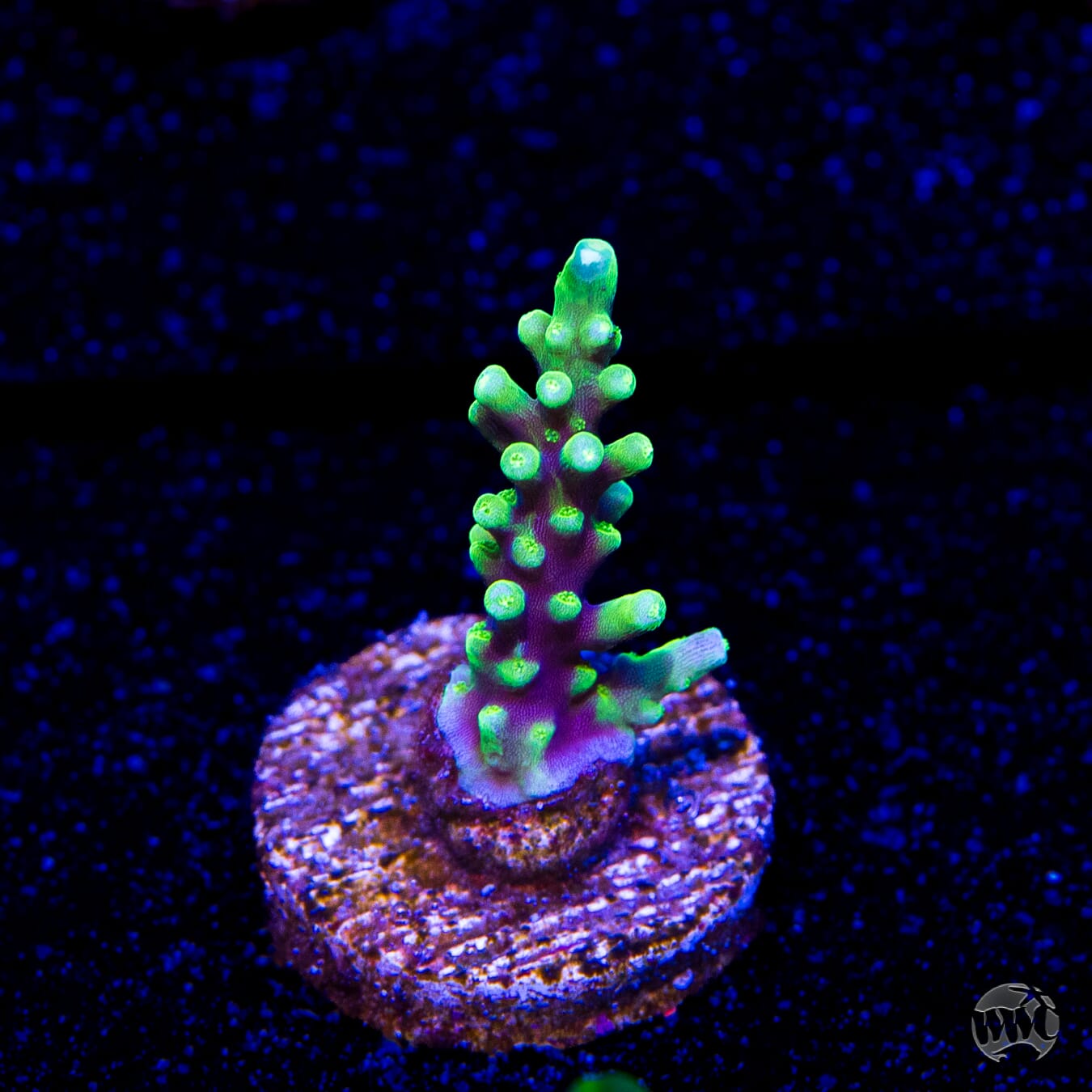 WWC Moonshine Acropora