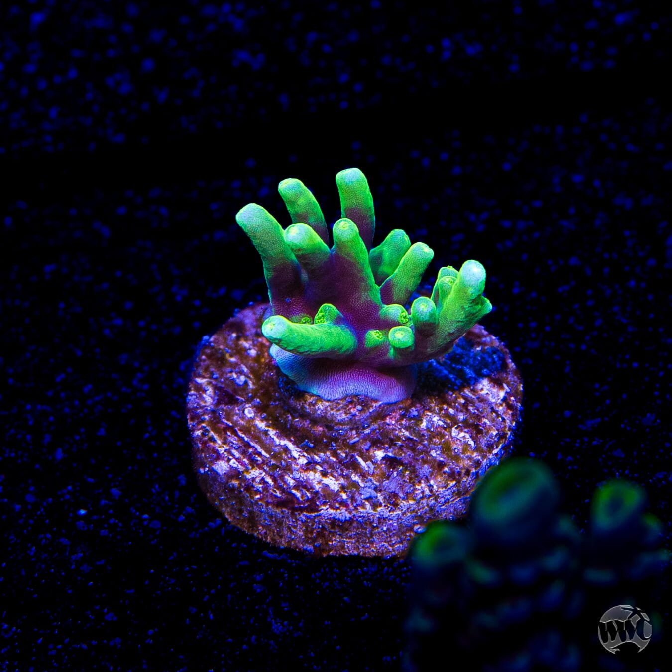WWC Moonshine Acropora
