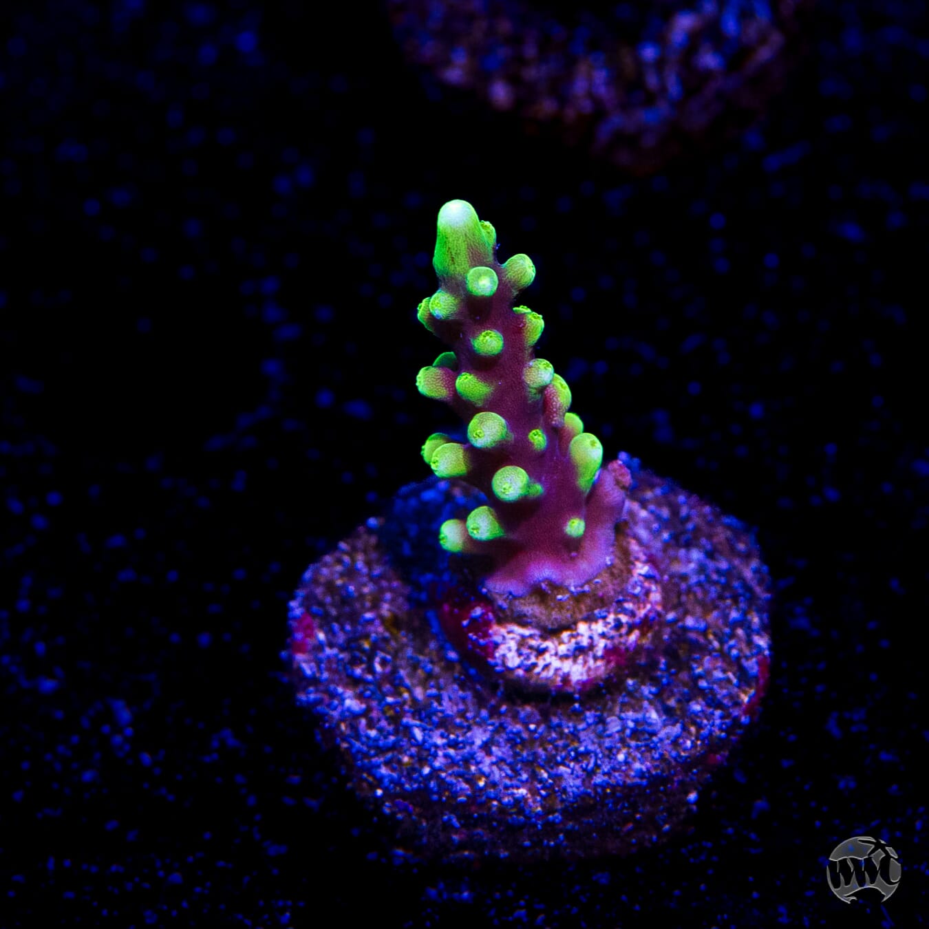 WWC Moonshine Acropora