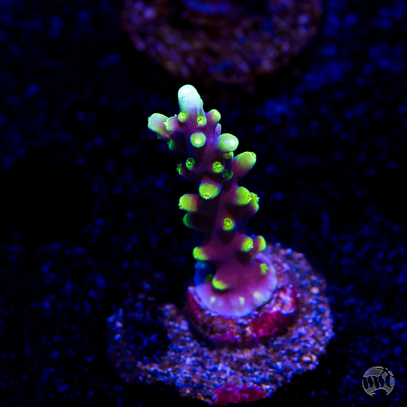 WWC Moonshine Acropora