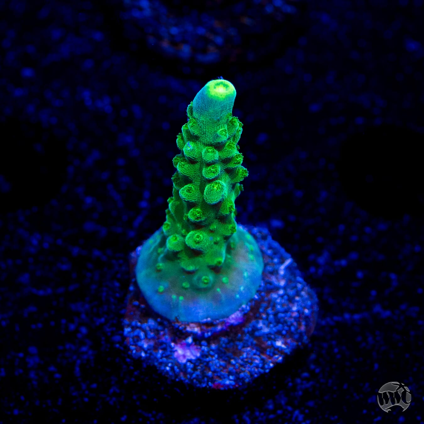Paletta Tricolor Acropora