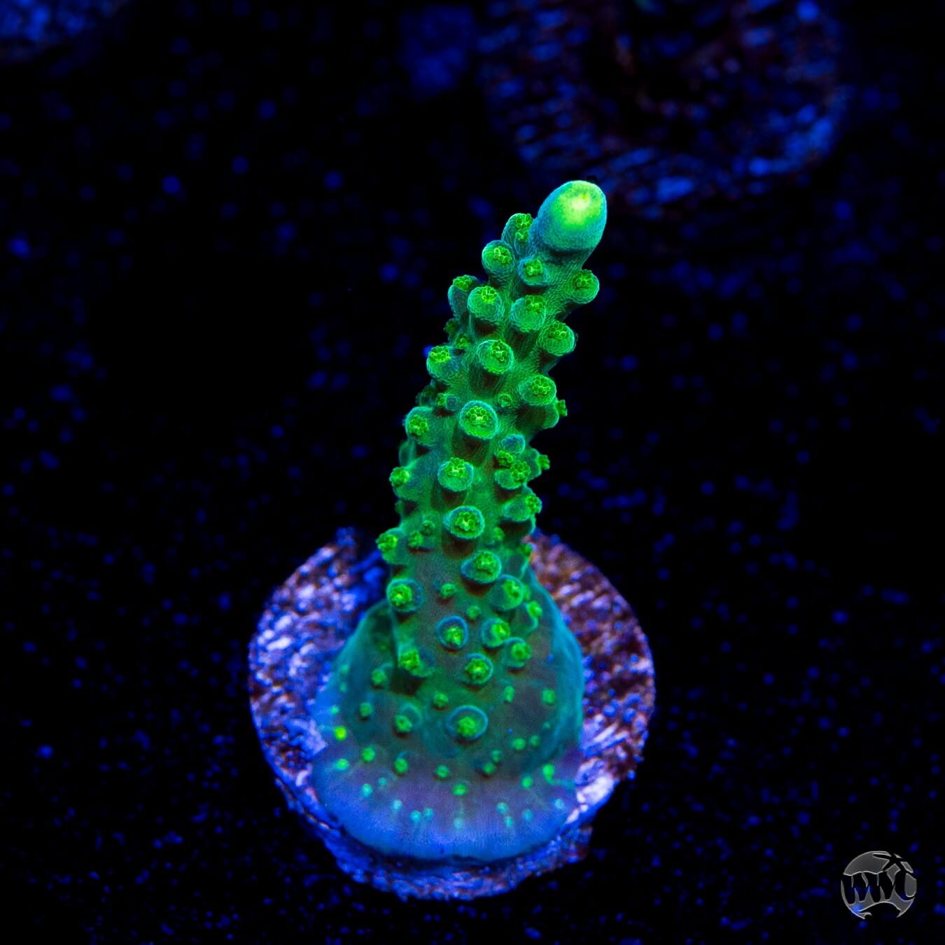 Paletta Tricolor Acropora