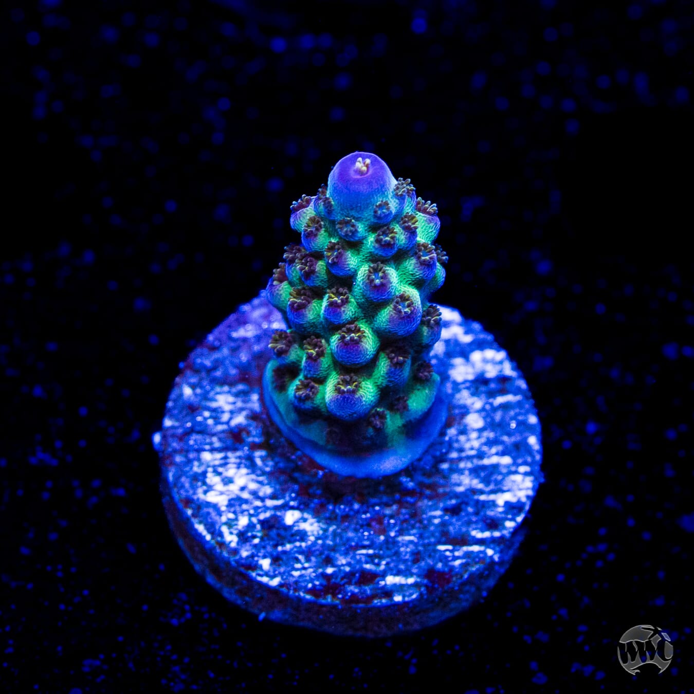 JKR Rainbow Acropora