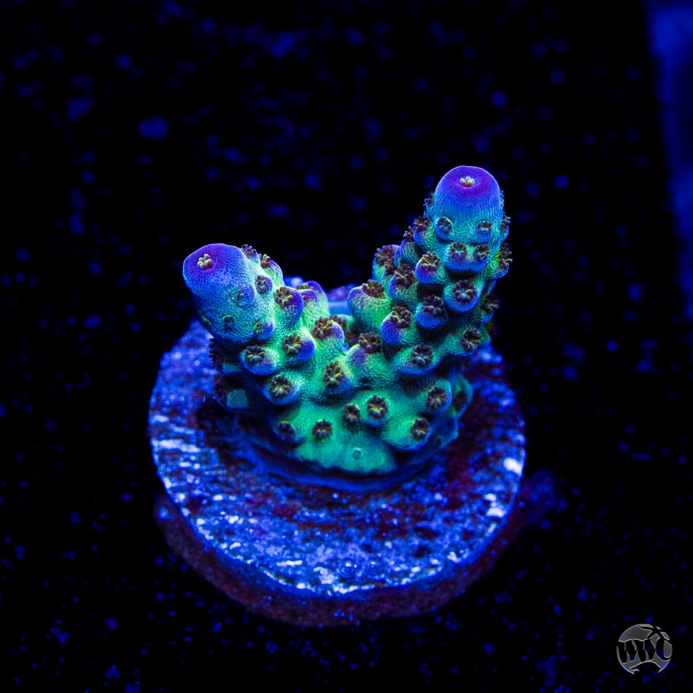 JKR Rainbow Acropora