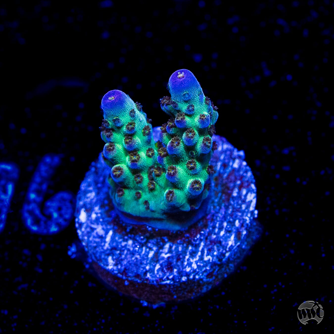 JKR Rainbow Acropora