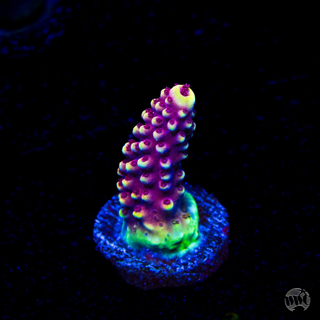 WWC Terra Red Acropora