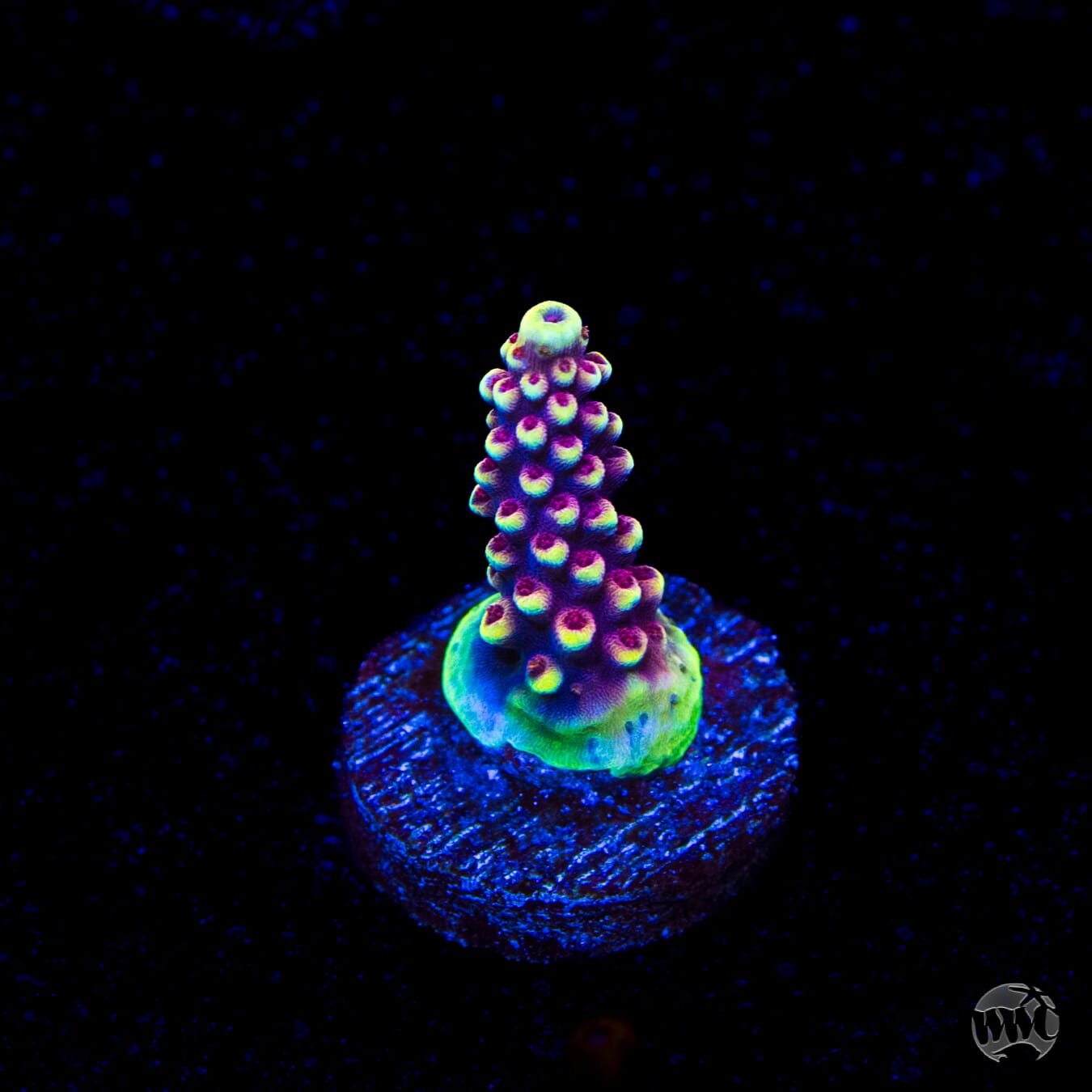 WWC Terra Red Acropora