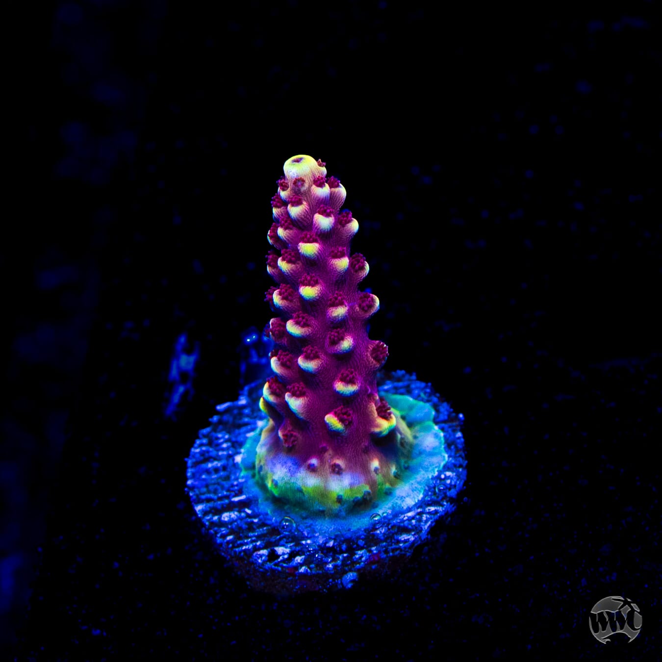 WWC Terra Red Acropora