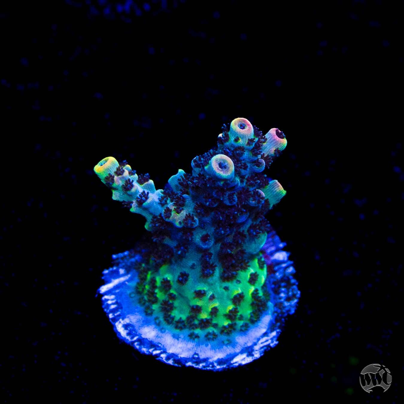 WWC Razzle Dazzle Acropora