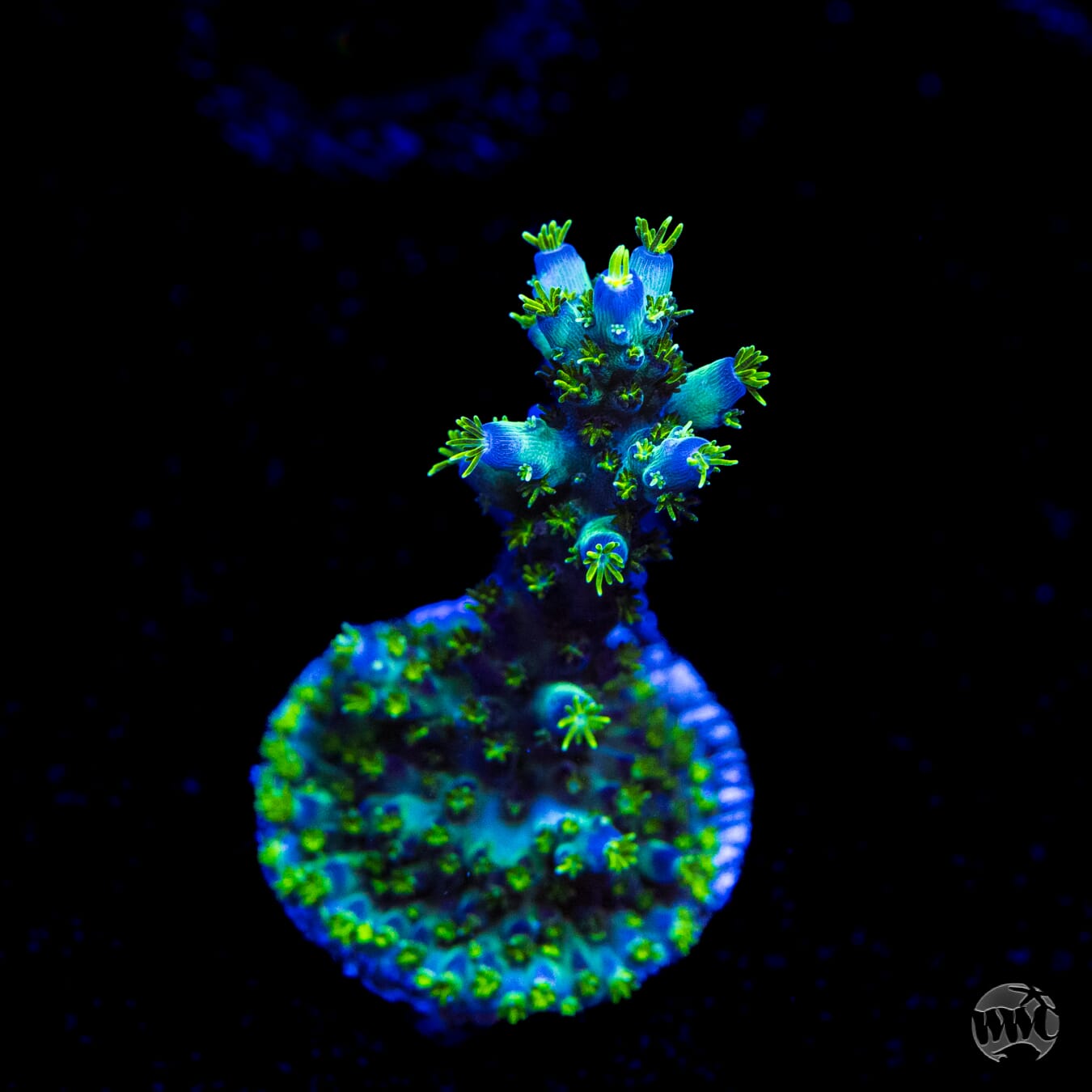 WWC Aussie Special Acropora