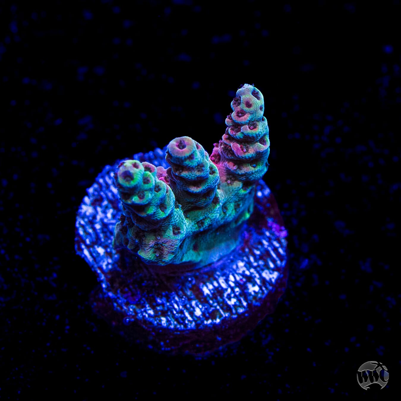 WWC Suicide Squad Acropora