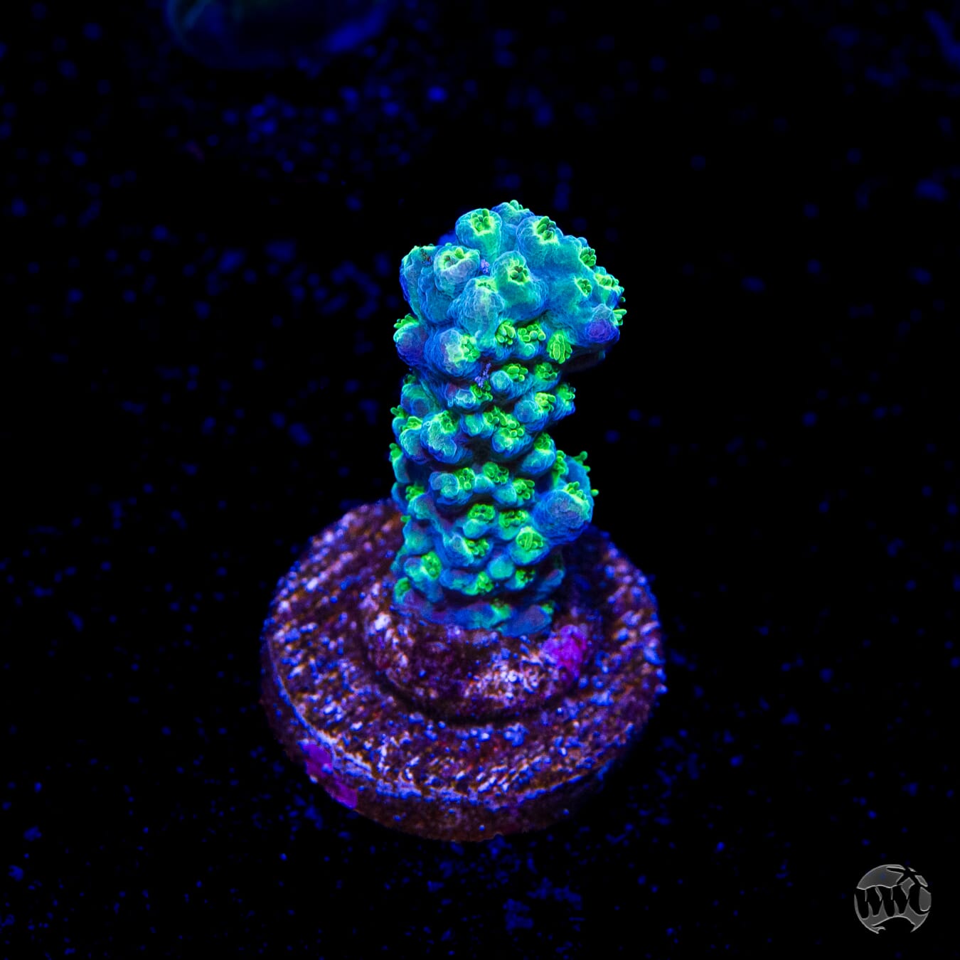 ORA Purple Plasma Acropora
