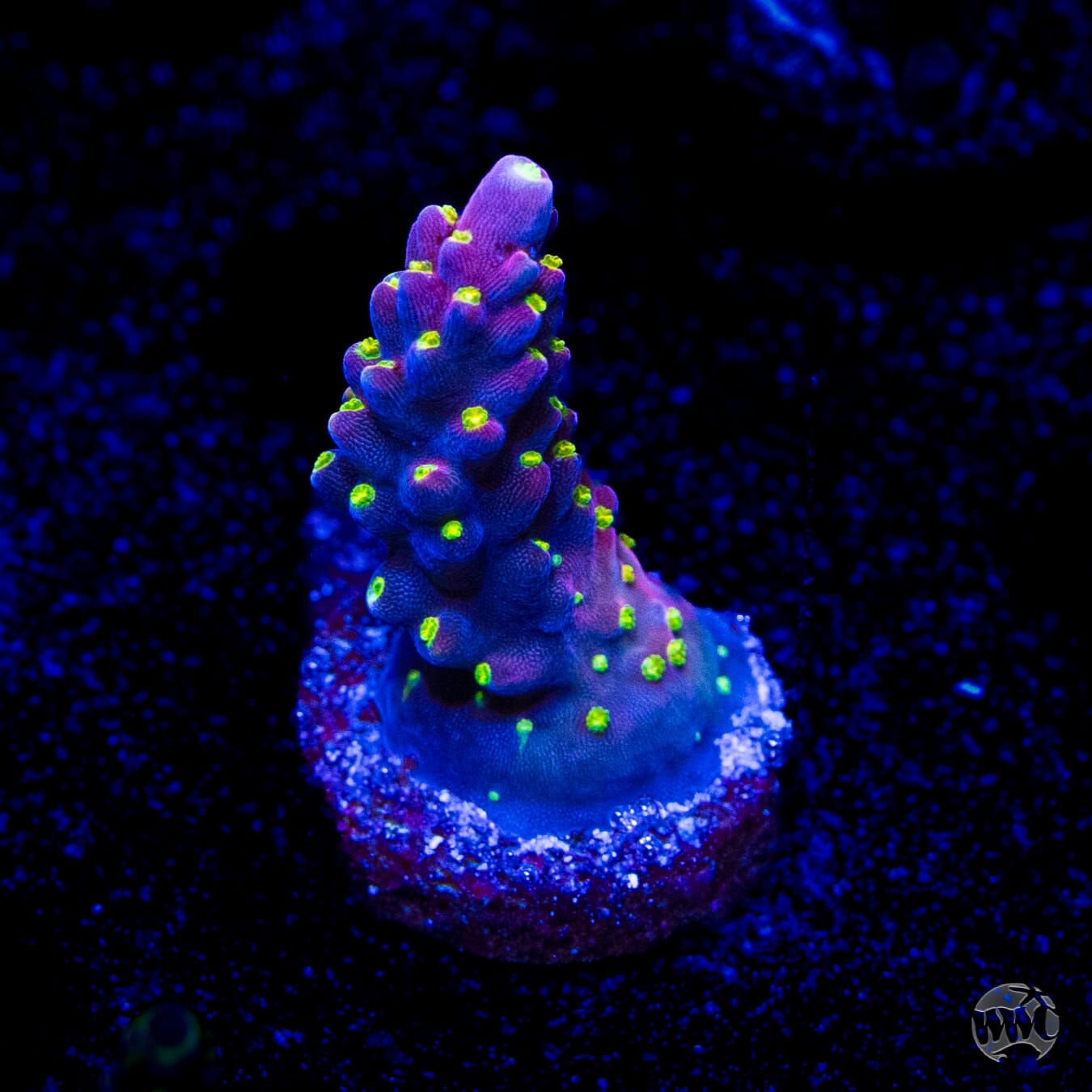 WWC Fruit Mix Acropora
