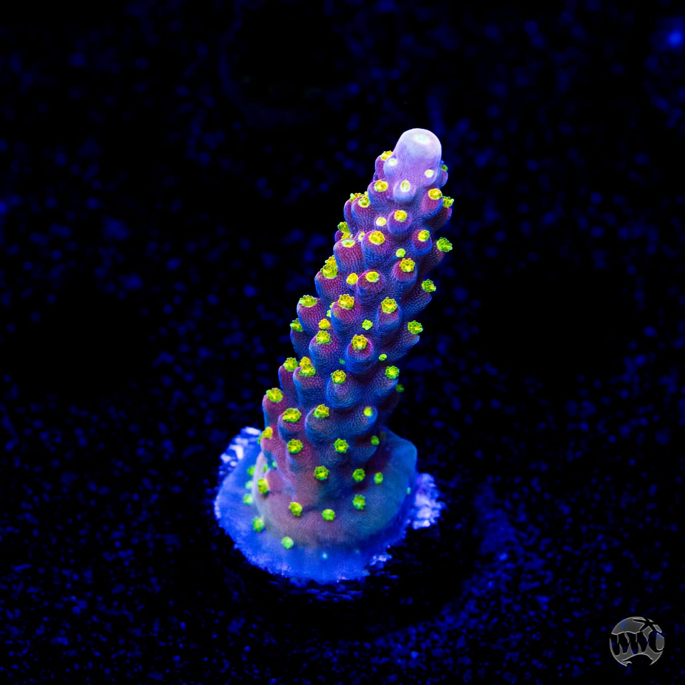 WWC Fruit Mix Acropora