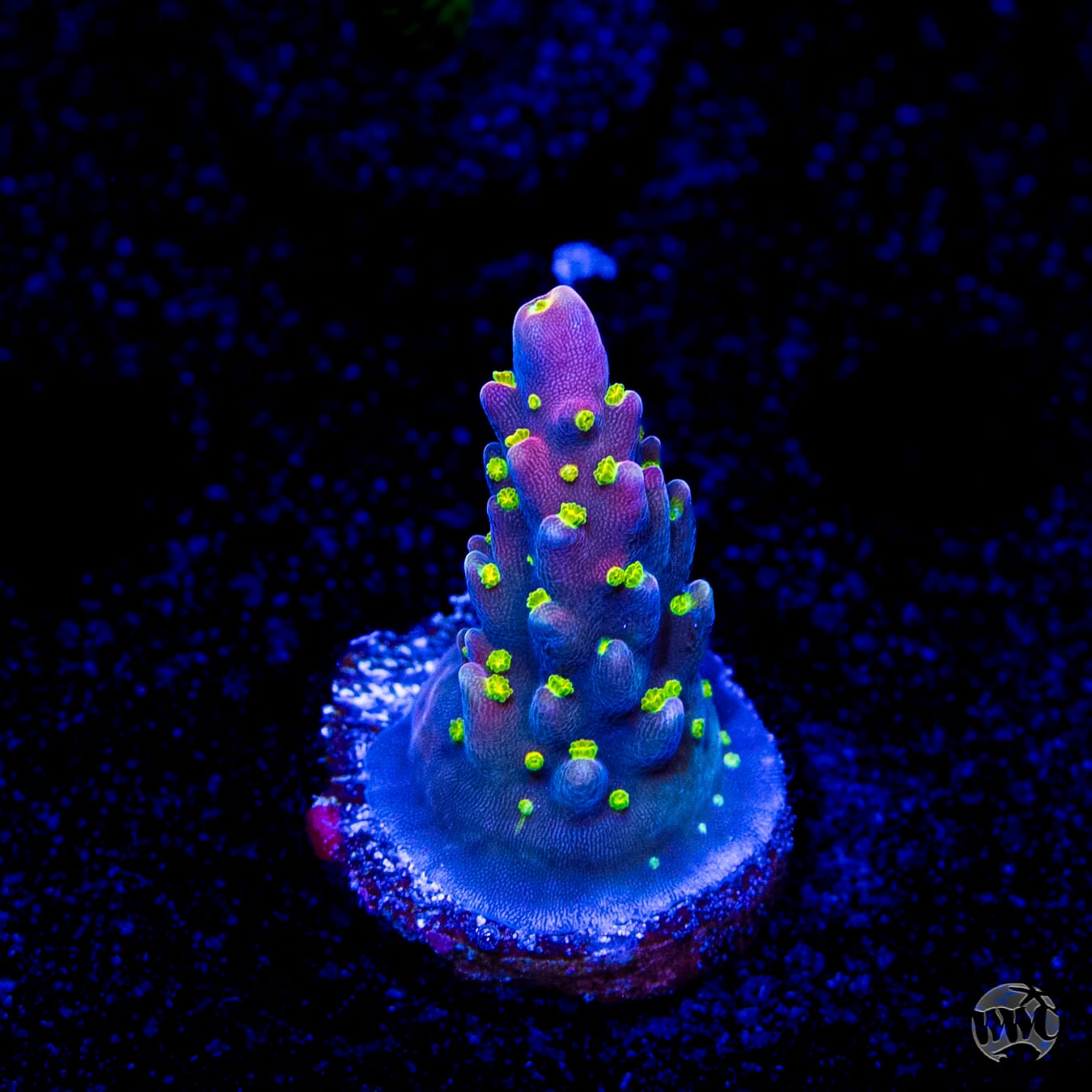 WWC Fruit Mix Acropora