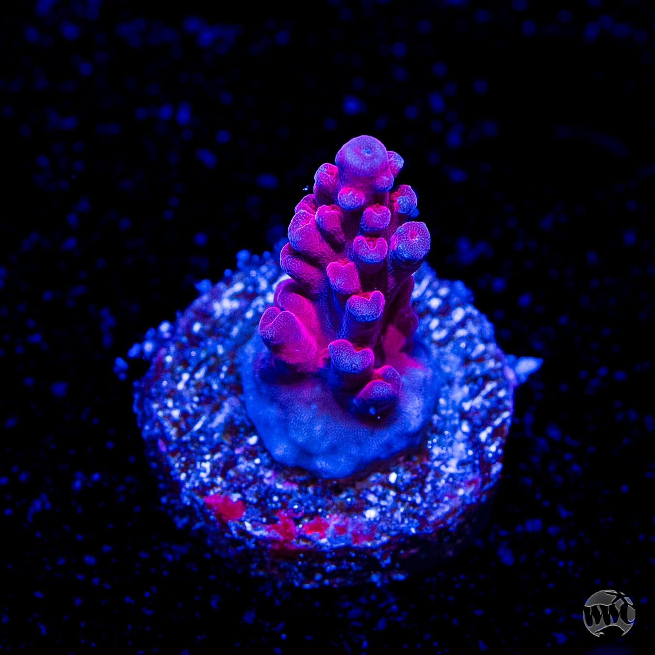 WWC Whiplash Acropora