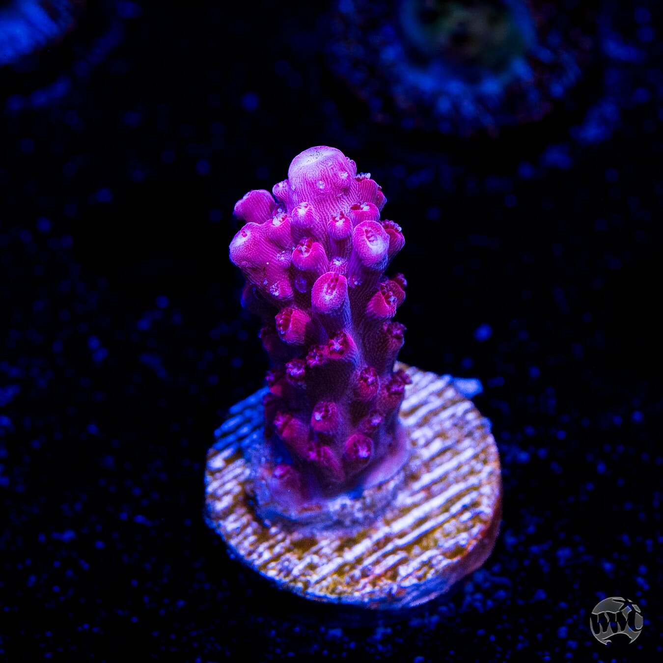 Frag Farmer Red Robin Acropora