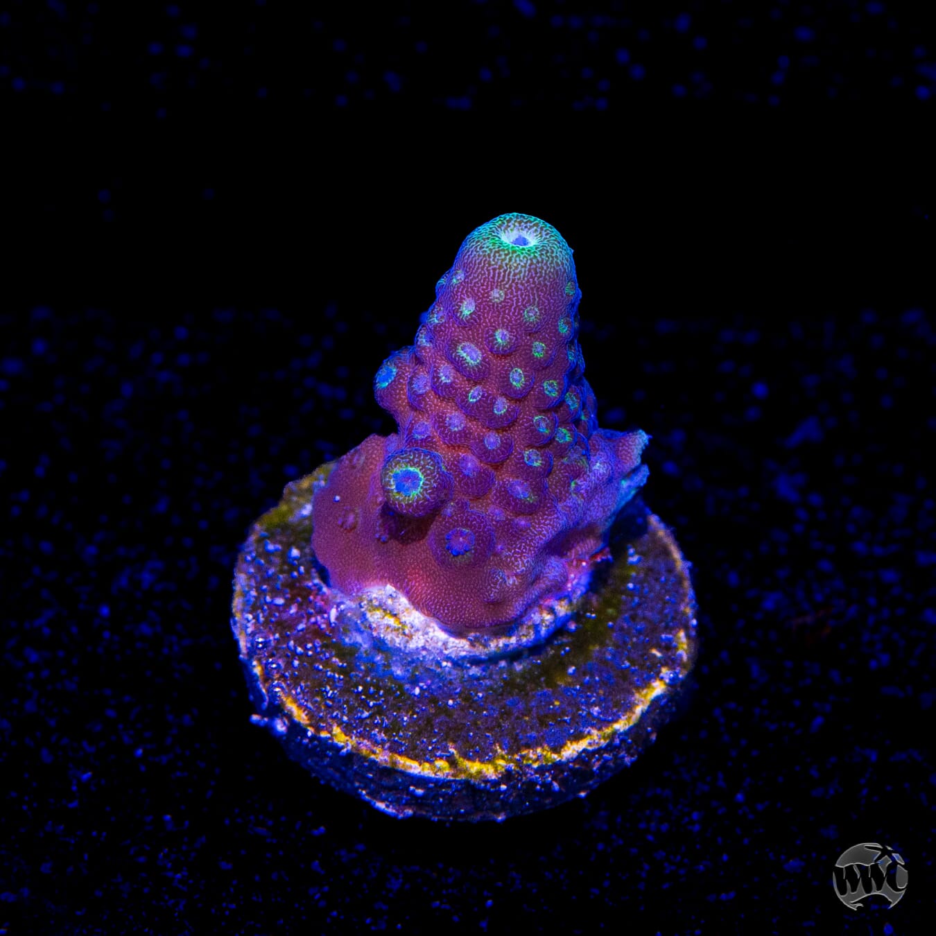 WWC Nuclear Grapes Acropora