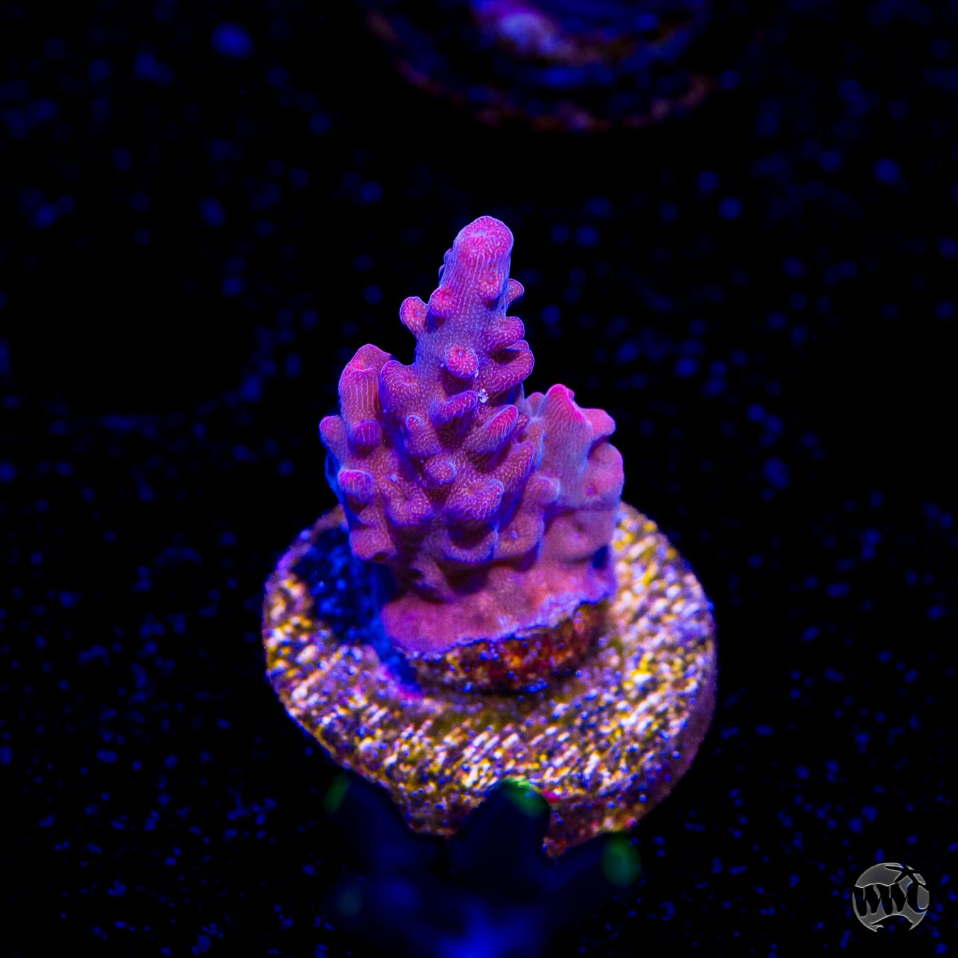 WWC Boomsauce Acropora