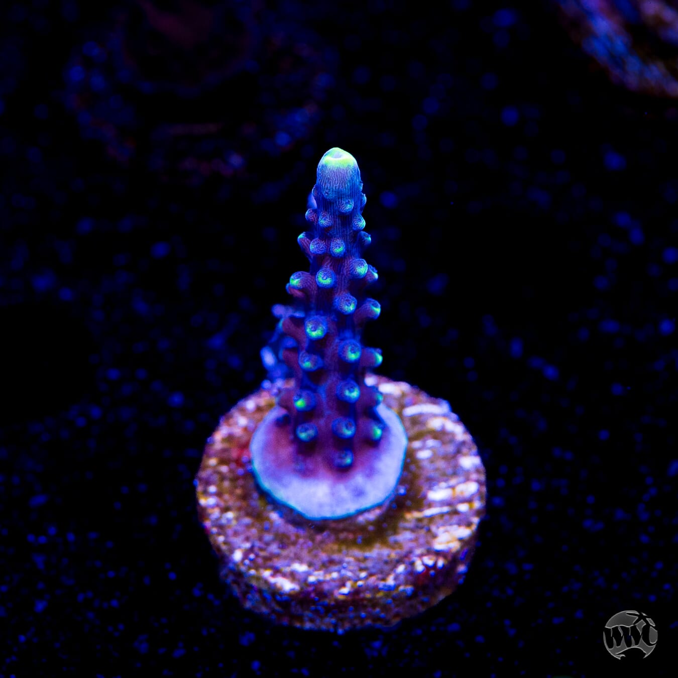Ultimate Stag Acropora