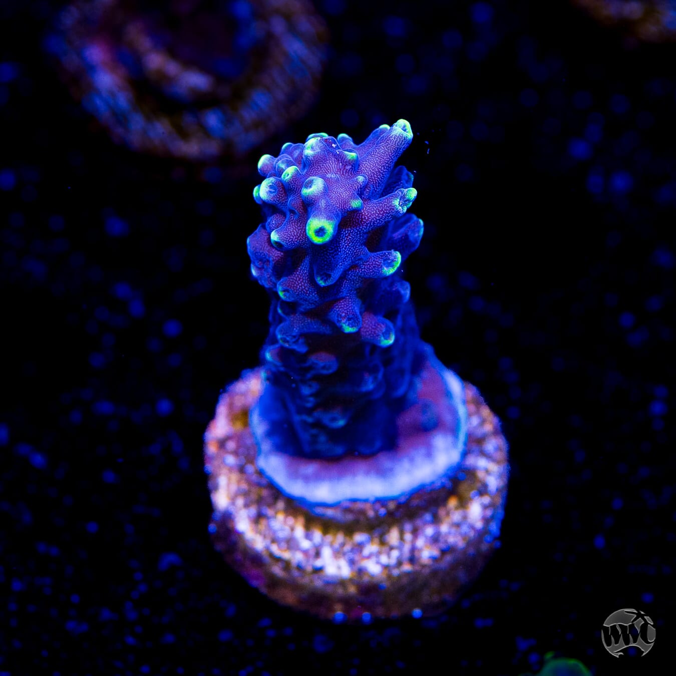 Ultimate Stag Acropora