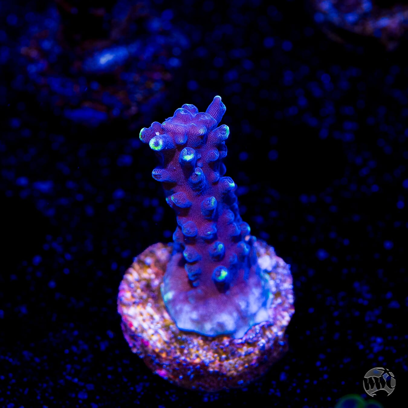 Ultimate Stag Acropora