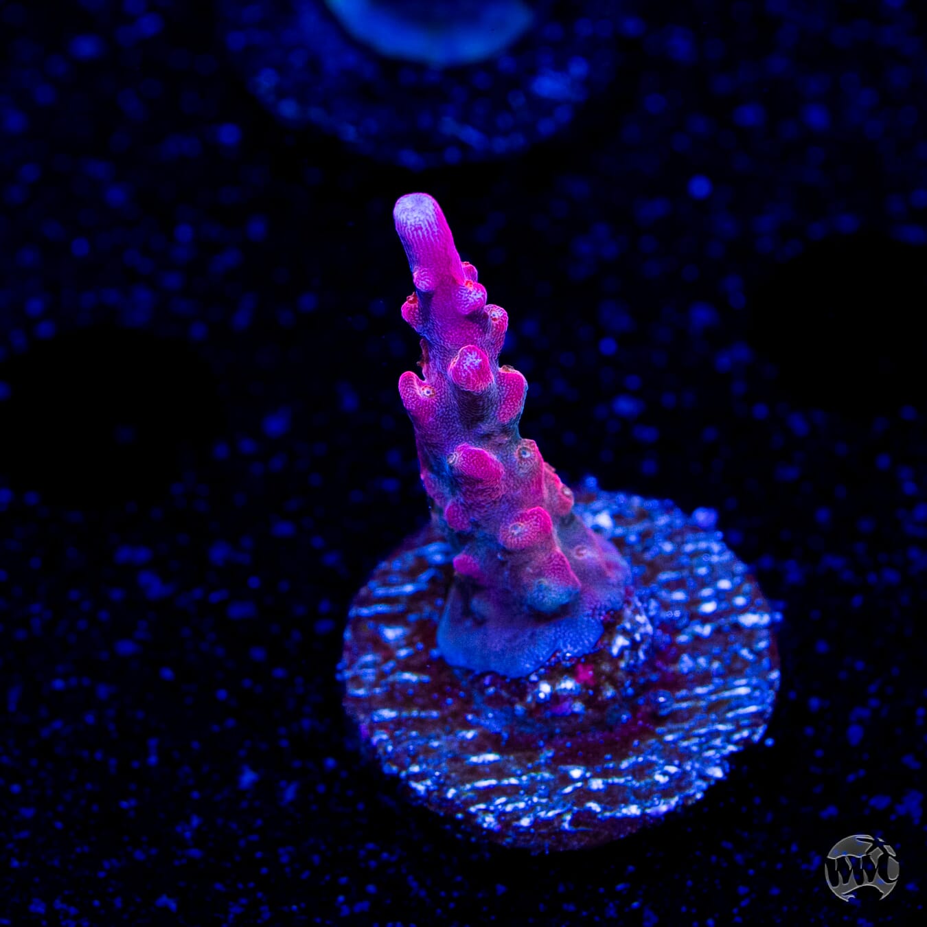 Jason Fox B33 Bomber Acropora
