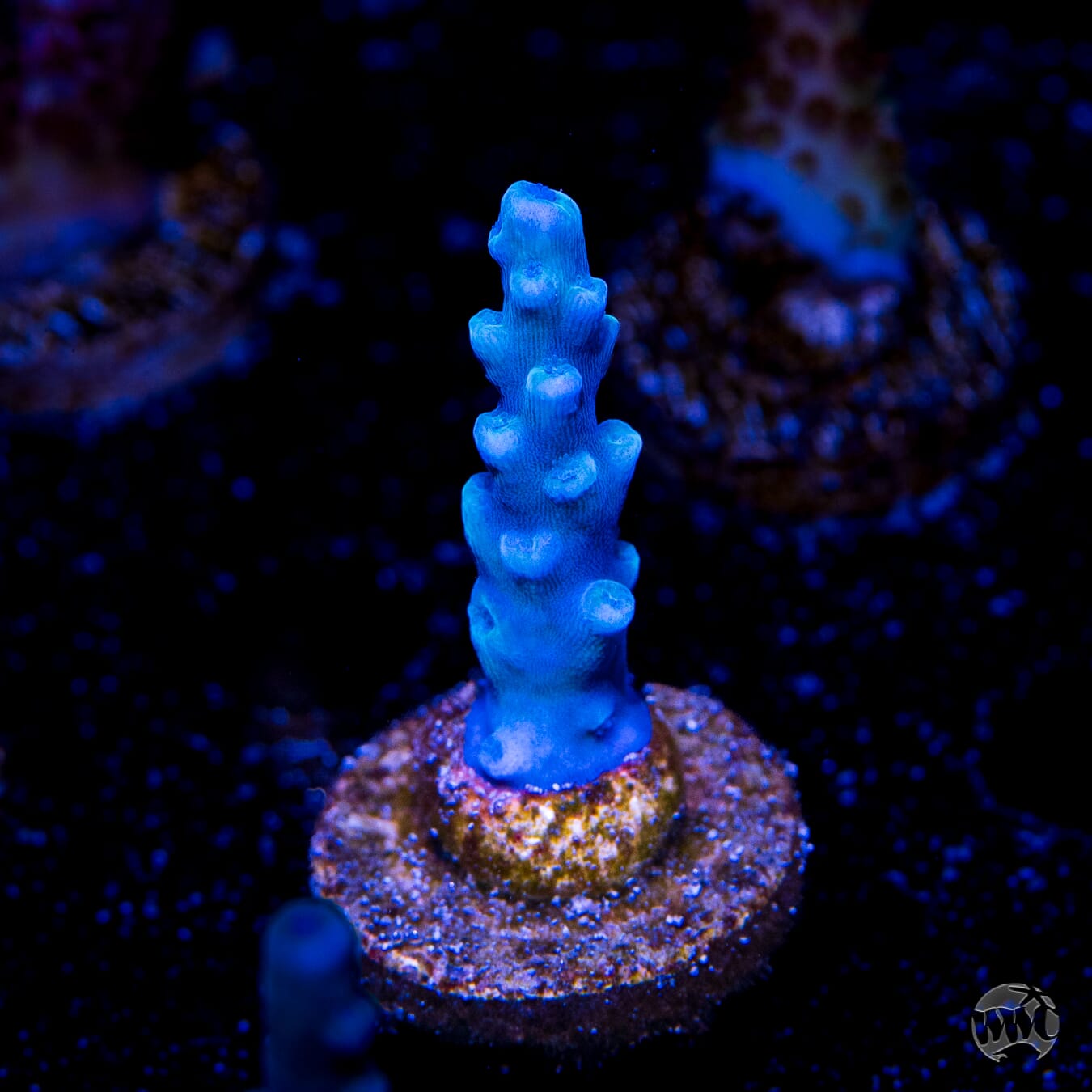 Oregon Tort Acropora