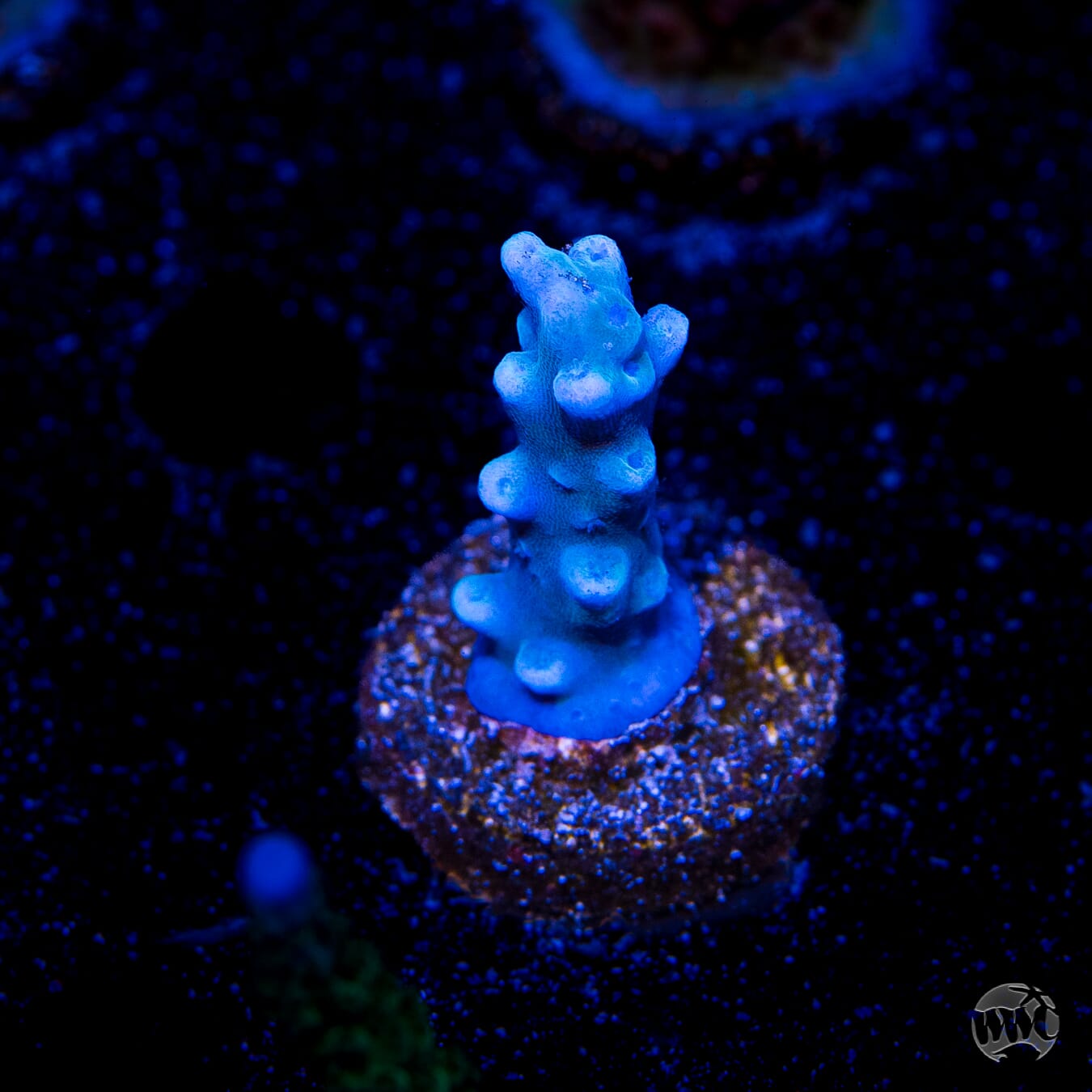 Oregon Tort Acropora