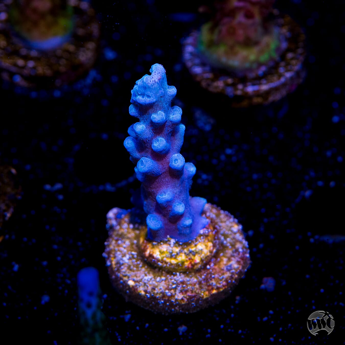 Oregon Tort Acropora