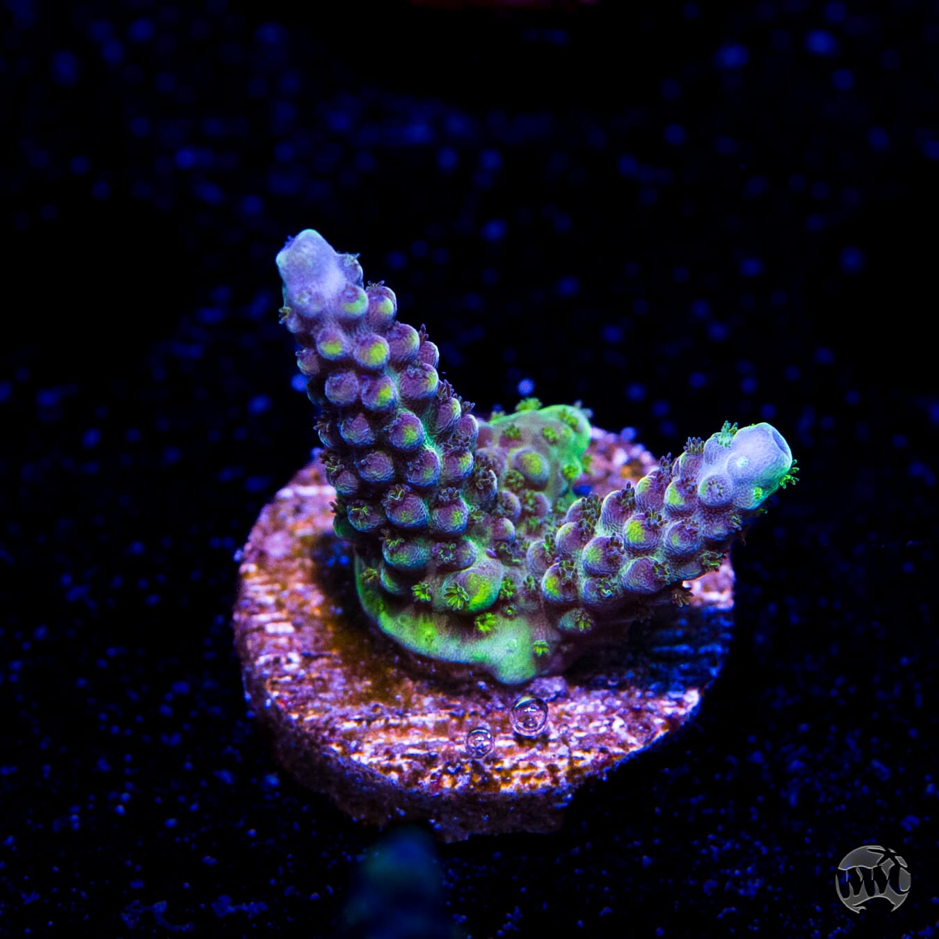 GH Aqua Delight Acropora