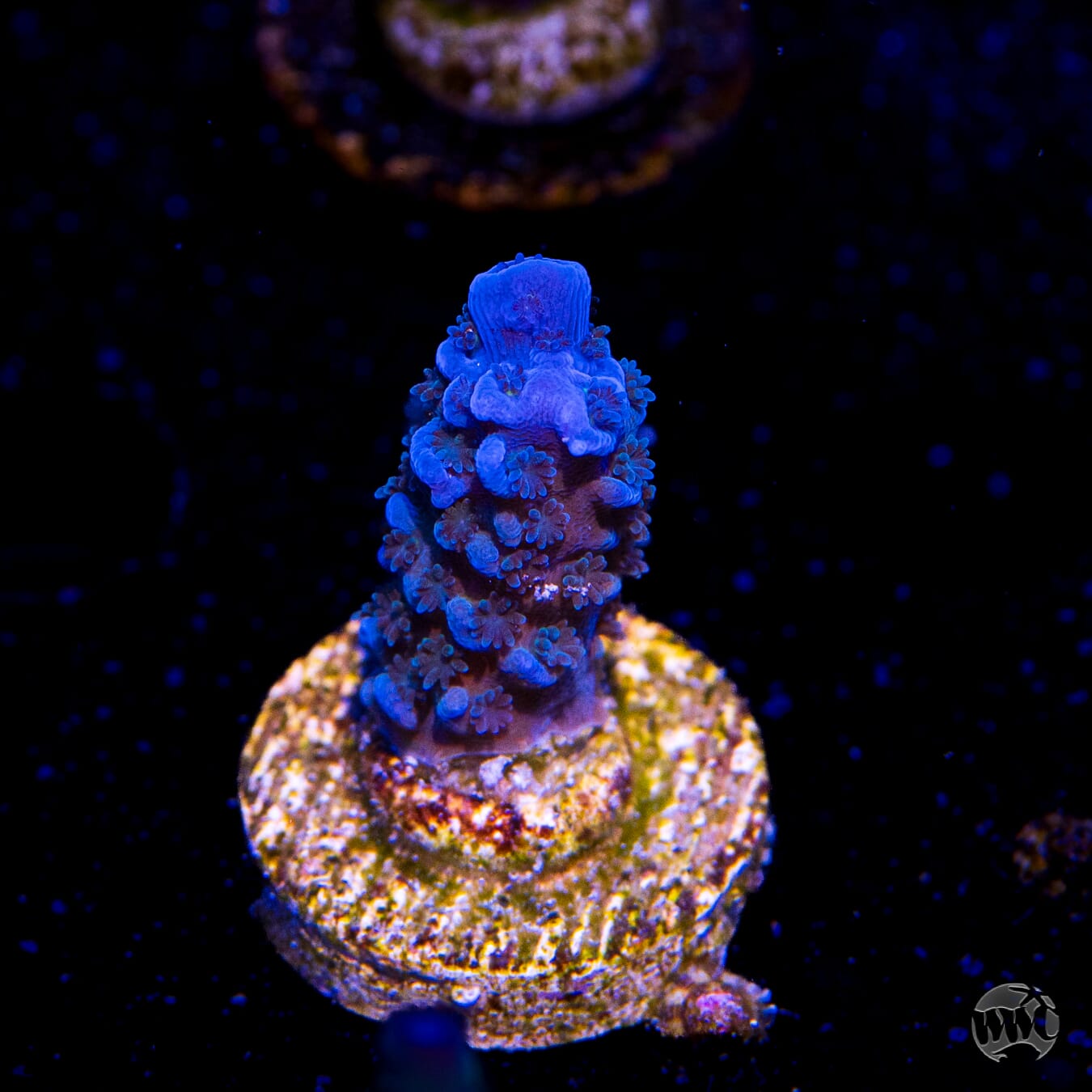 WWC Cobalt Tenuis Acropora