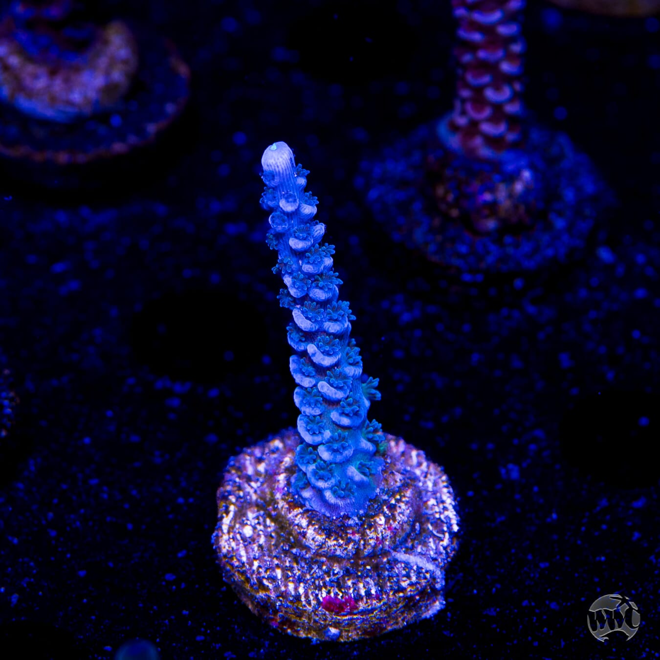 WWC Cobalt Tenuis Acropora