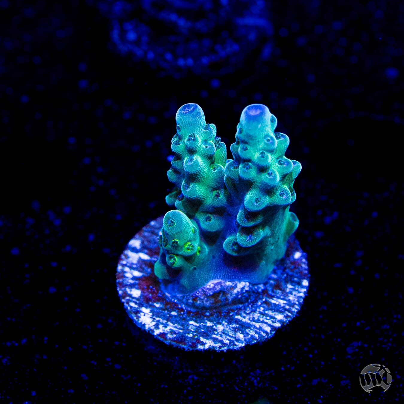 WWC Dolla Tree Acropora