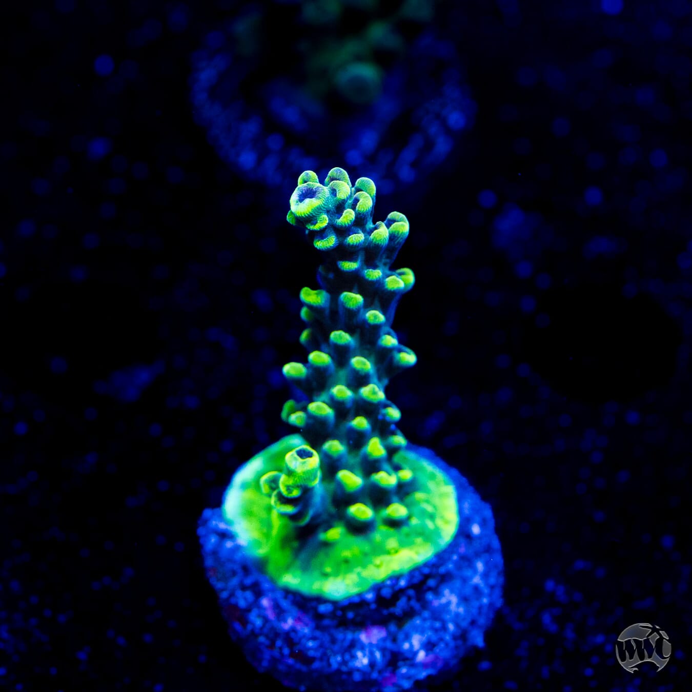 WWC Aussie Weeds Acropora