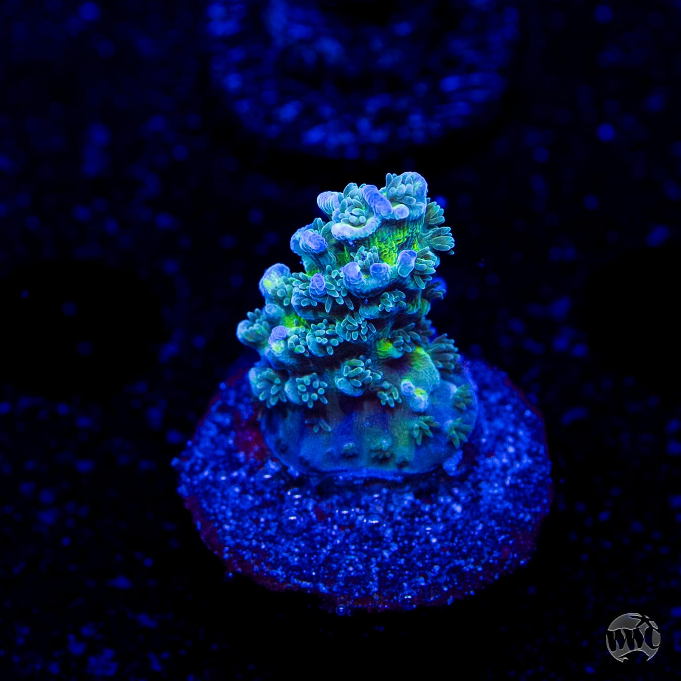 WWC New Frontier Tenuis Acropora
