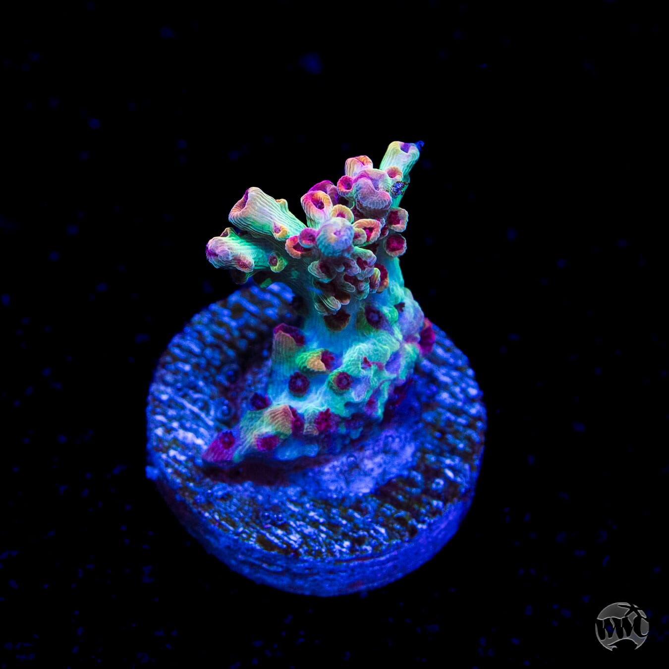 Strawberry Shortcake Acropora